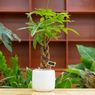 6 Tanaman Hias yang Cocok di Rumah Minimalis