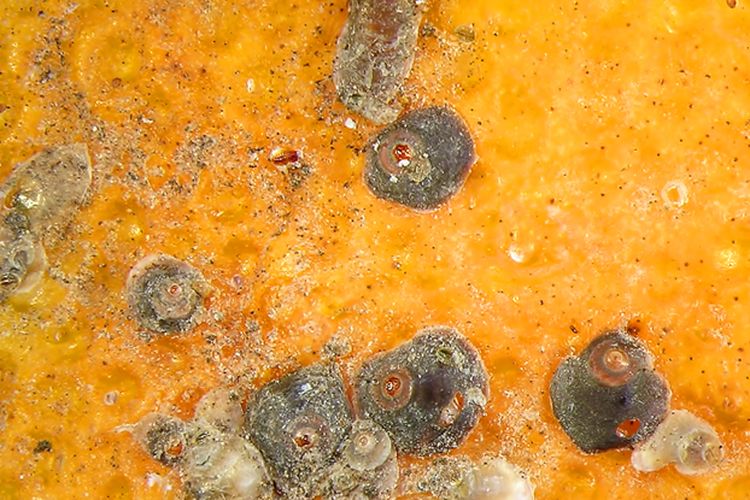 Ilustrasi hama kutu sisik pada buah jeruk. 