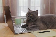 Mengapa Kucing Menyukai Laptop? 