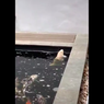 Viral Video Ikan Seperti 