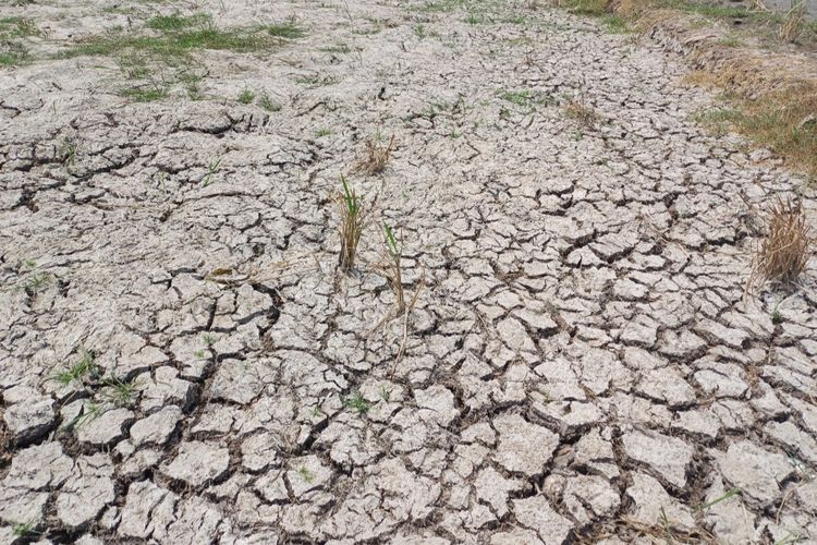 Sawah di Rorotan mengalami kekeringan sejak dua bulan terakhir. 