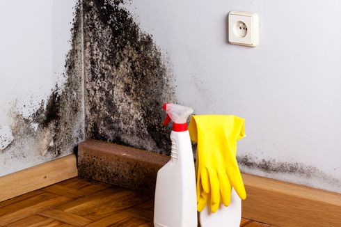 Cara Membersihkan dan Mencegah Jamur pada Dinding Rumah