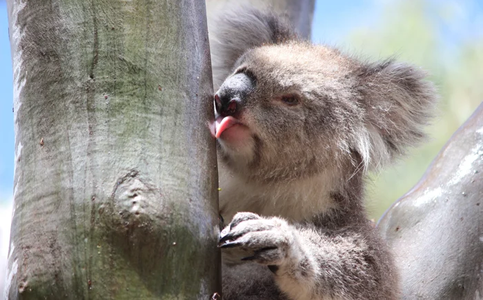 WWF: Australian Bushfires Affected 3 Billion Animals