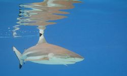 Melacak Perdagangan Satwa Liar di Era Pasar Online