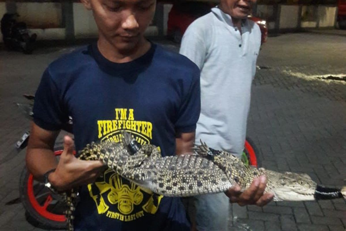 Buaya berukuran 80 sentimeter yang ditemukan di Neglasari, Kota Tangerang, Minggu (21/11/2021).