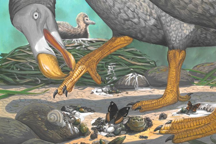 Lukisan burung dodo