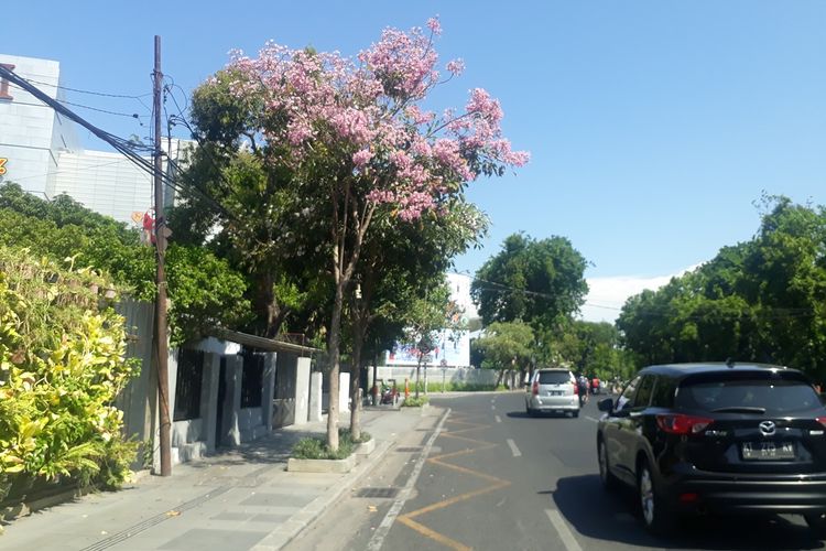 Bunga Tabebuya bermekaran di Jalan Gubeng Pojok, Kelurahan Ketabang, Kecamatan Genteng, Surabaya, Senin (18/11/2019).