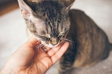 3 Jenis Alergi yang Memengaruhi Hidup Kucing dan Cara Mengatasinya
