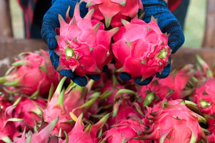 Ilustrasi buah naga, panen buah naga. 