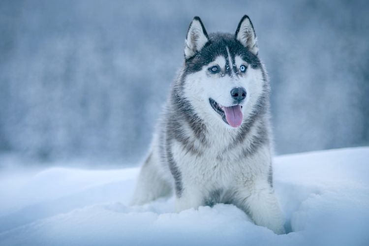 Ilustrasi anjing Siberian husky