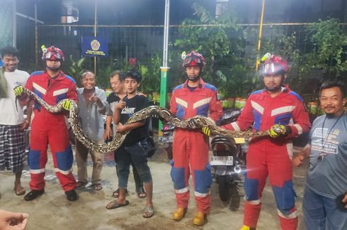 Ular Sanca 4 Meter Ditemukan di Permukiman Padat Penduduk Tanjung Priok