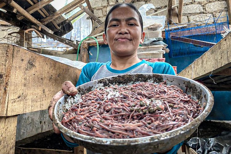 Senyuman merekah Ari saat panen cacing dari kotoran sapi dan memberi keuntungan besar.