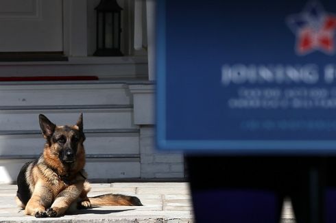 Kesedihan Joe Biden Saat Champ, Anjing Kesayangannya Tiada