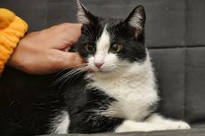 3 Bagian Tubuh Kucing yang Tidak Boleh Disentuh