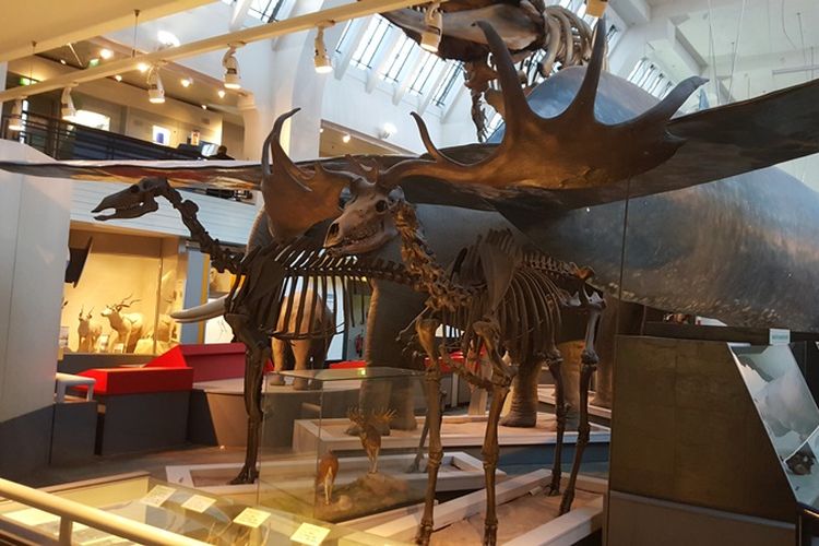 Koleksi Natural History Museum London di Mammals Hall, Senin (6/11/2017).