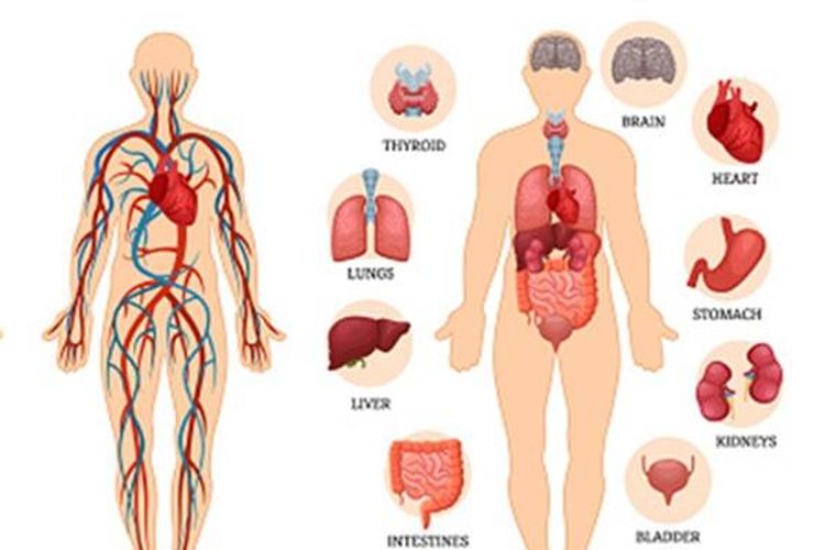 Anatomi sistem peredaran darah dan organ manusia,
