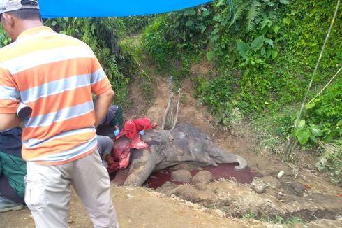 Misteri Matinya Gajah Neneng di Medan Zoo, karena Tua atau karena Sering Ditunggangi? 