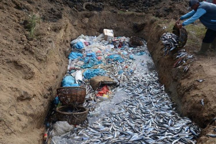 Seorang buruh pelabuhan membuang ikan hasil tangkapan nelayan ke dalam lubang untuk dikubur di kawasan Pelabuhan Perikanan Samudera (PPS) , Lampulo, Banda Aceh, Aceh, Kamis (2/5/2024).