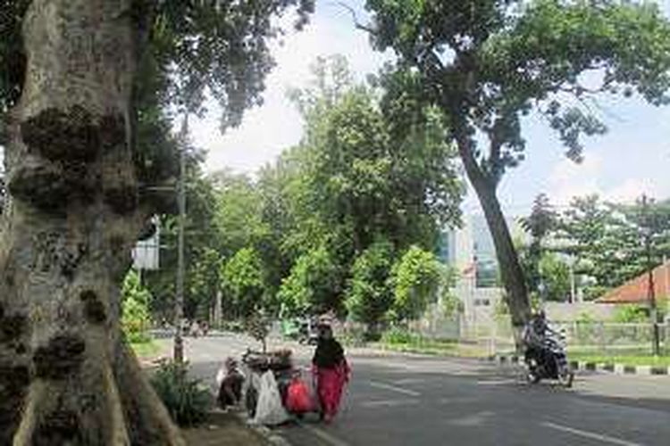 Pohon kenari dan mahoni, selain menjadi paru-paru kota di Kota Mataram, Nusa Tenggara Barat, juga membuat suasana teduh bagi para pengendara mobil, pengendara sepeda motor, dan pejalan kaki. 