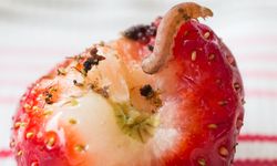 7 Hama Tanaman Strawberry yang Merusak Tanaman