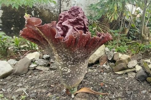 Pakar Biologi Unsil: Bunga Bangkai Suweg di Tasikmalaya Tidak Langka dan Tak Dilindungi