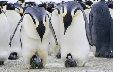 Penguin Bicara Seperti Manusia, Ilmuwan Temukan Buktinya Halaman