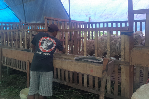 Berkah di Balik Wabah PMK, Pedagang Kambing Kebanjiran Order Jelang Idul Adha