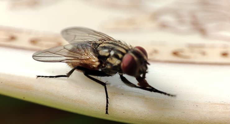Polusi Udara Bikin Serangga Kawin dengan Spesies yang Salah