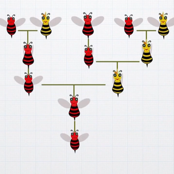 Pola bilangan pada koloni lebah