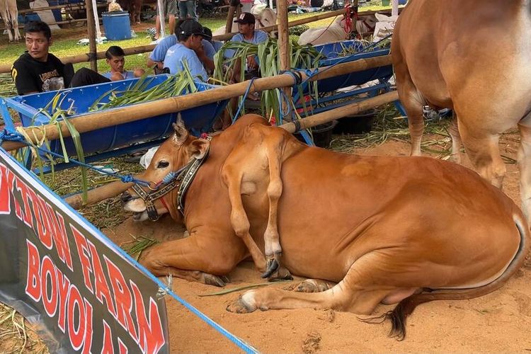 Sapi Berkaki Enam yang Mencuri Perhatian di Kontes Sapi Piala Presiden