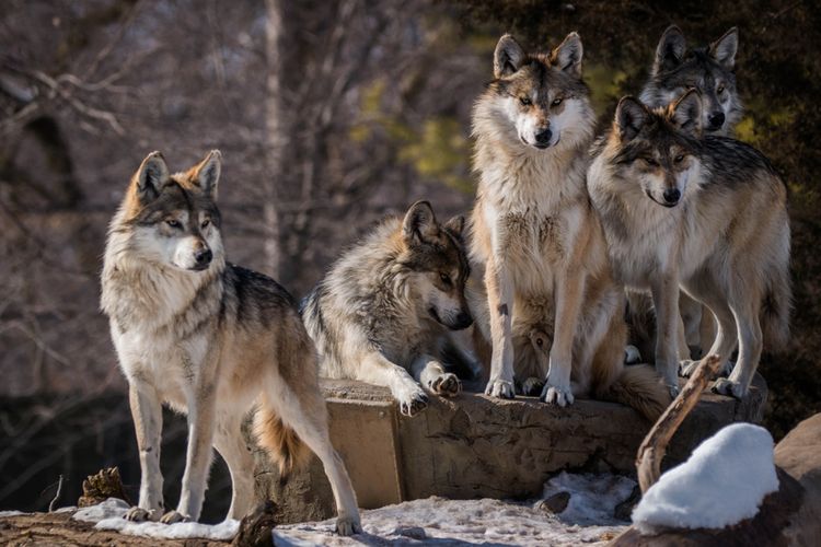  Serigala  di Yellowstone Bikin Kawanan  Rusa Jadi Lebih 