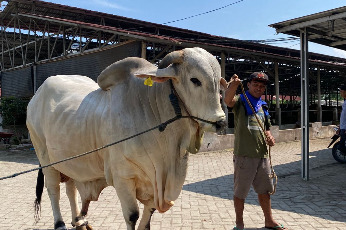 Sapi jenis peranakan ongole (PO) dari Kediri,Jawa Timur, yang jadi pilihan sapi kurban Iedul Adha 2025 oleh Presiden Prabowo Subianto.