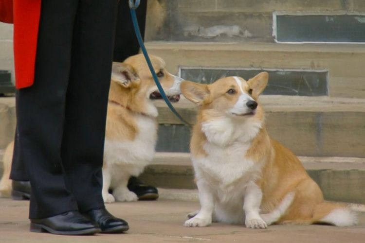 Anjing corgi peliharaan Ratu Elizabeth ikut melepas jasad pemiliknya dalam prosesi pemakaman kenegaraan