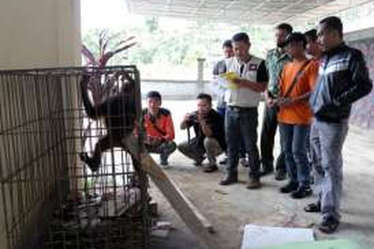 Nakuta, orangutan betina saat di evakuasi petugas Seksi Konservasi Wilayah II Sintang - Balai Konservasi Sumber Daya Alam Kalimantan Barat