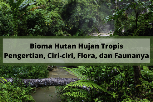 Bioma Hutan Hujan Tropis: Pengertian dan Ciri-cirinya