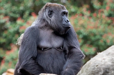 Gorila Penangkaran Keluarkan Suara Mirip Batuk dan Bersin, Apa Artinya?