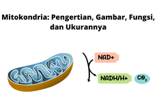 Mitokondria: Pengertian, Gambar, Fungsi, dan Ukurannya