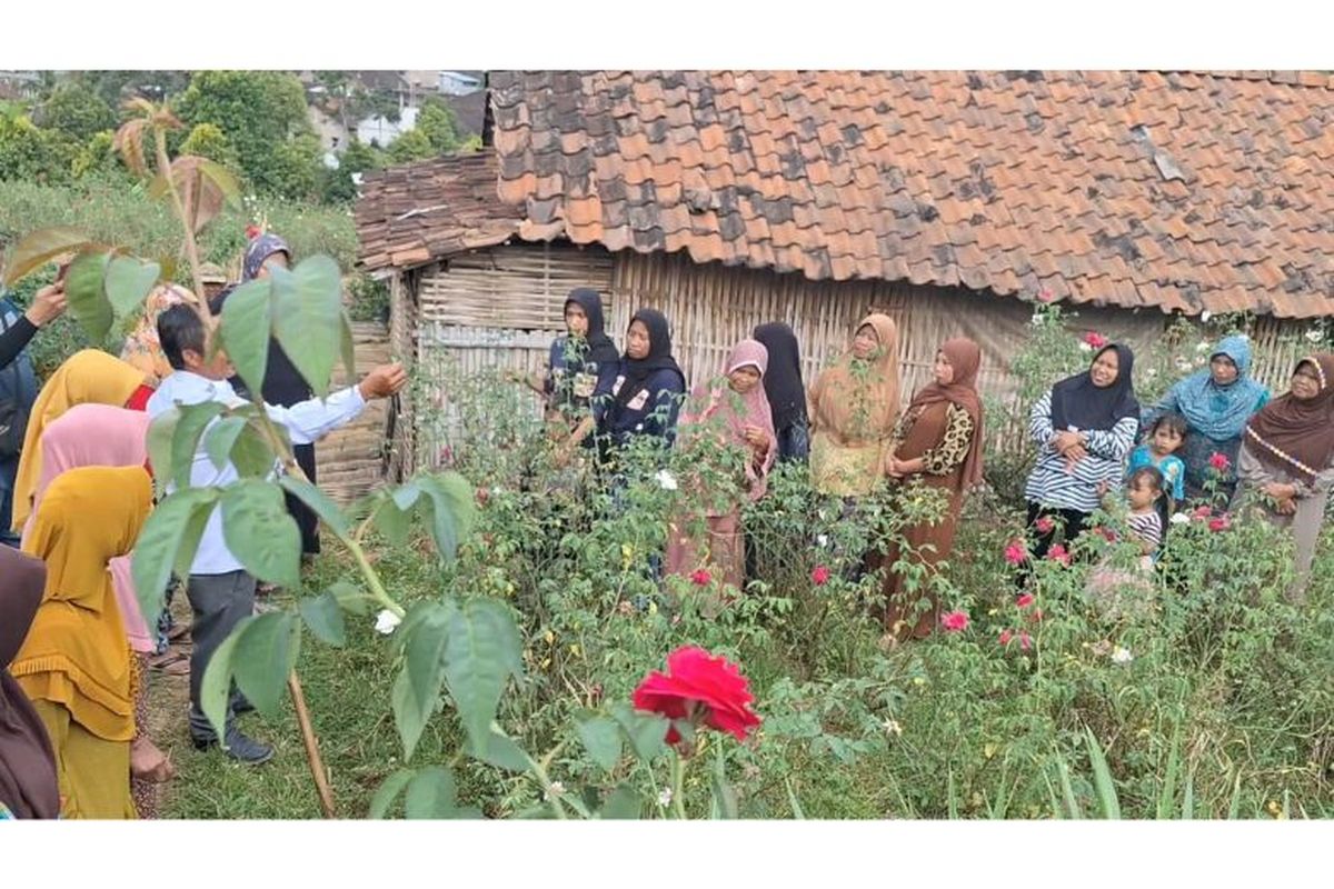 Petani Mawar Kabupaten Nganjuk 