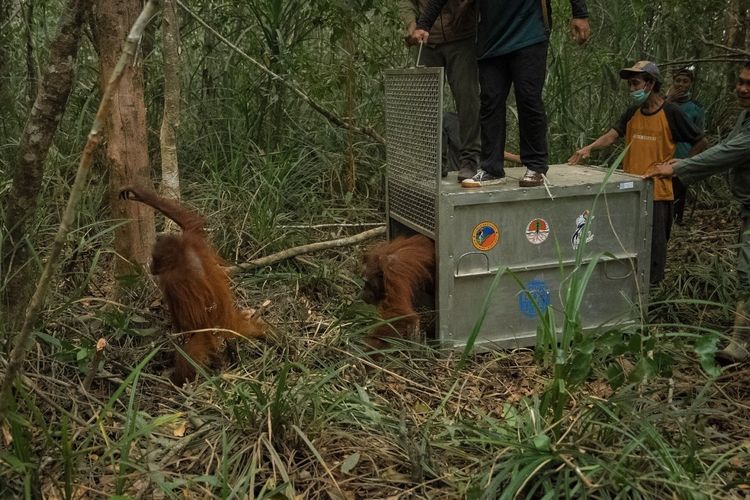 Karhutla Kotim Kalteng Ancam Satwa, BKSDA Terima 5 Laporan Orangutan dalam 2 Bulan