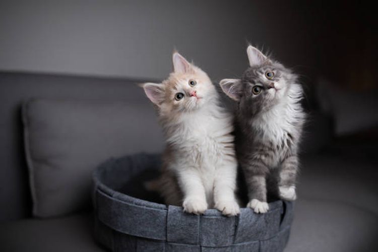 5 Ciri Utama yang Membedakan Kucing Jantan dan Betina