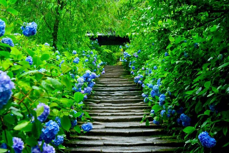 Mekarnya bunga hydrangea di sepanjang kedua sisi tangga menuju halaman kuil Meigetsu-in, prefektur Kanagawa, Jepang.