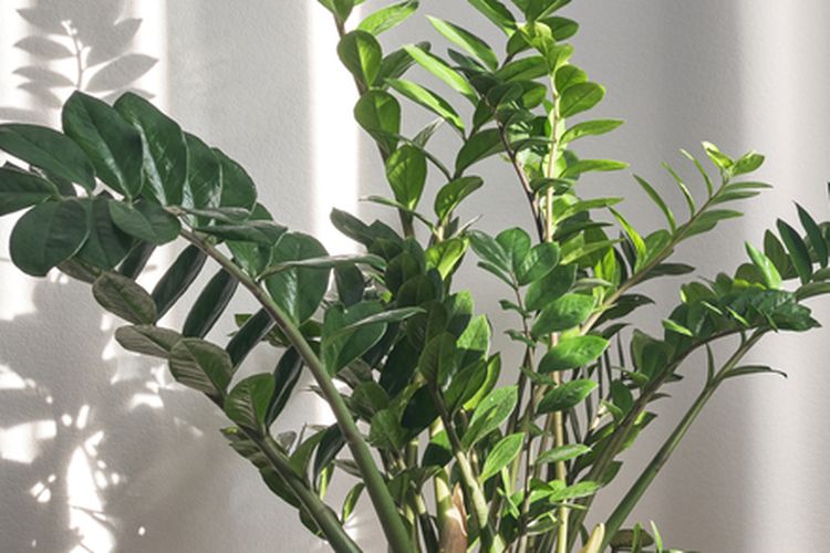Ilustrasi tanaman ZZ atau ZZ plant (Zamioculcas zamiifolia). 