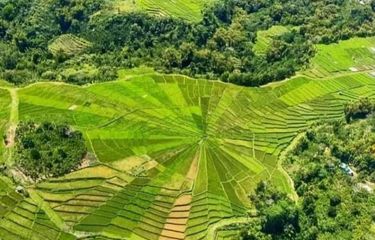 Lodok Lingko Ratung, Wisata Sawah Jaring Laba-laba di Manggarai ...