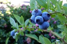 Cara Menanam Blueberry agar Berbuah Banyak