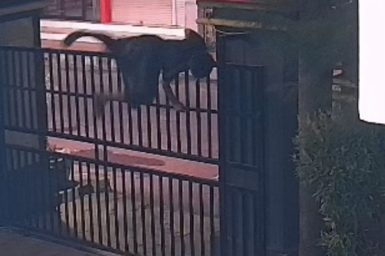 2 Remaja Bobol SDN Demangan 1 Bangkalan, Sempat Makan di Ruang Guru