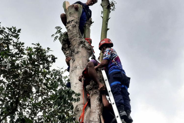 Petugas pemadam kebakaran Kabupaten Blitar menurunkan Deni Samuel yang jatuh pingsan di pohon dengan ketinggian 10 meter saat mencari daun pakan ternak, Jumat (31/12/2021)