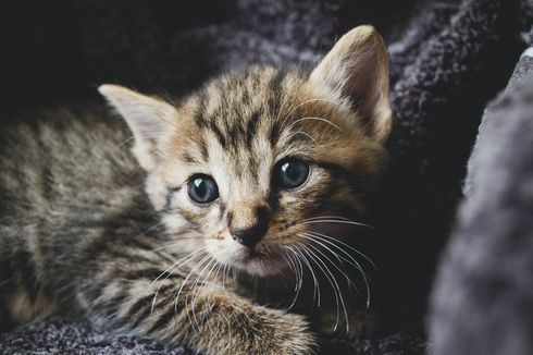 7 Hal yang Menyebabkan Masalah Pencernaan pada Kucing