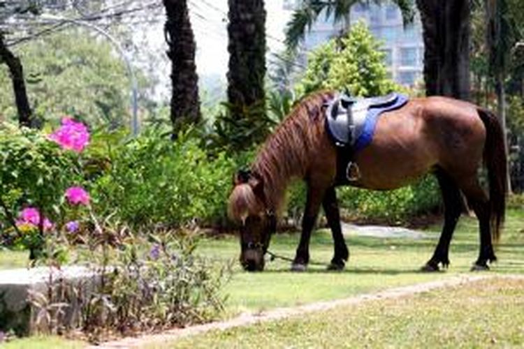  Kuda  Poni  dan Hartu Karun Berakhir Pekan di  Hotel Bintang 