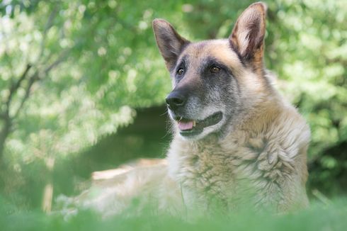 Cara Merawat Anjing Senior, Butuh Cinta dan Kesabaran Ekstra