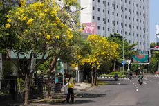 Mengenal Tabebuya, Pohon Asal Brasil yang Mirip Sakura